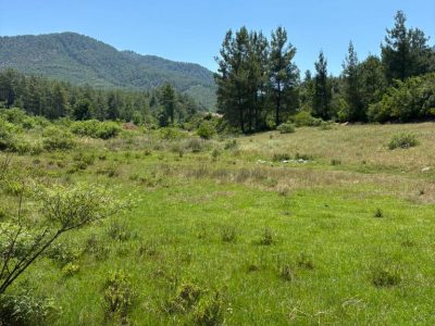 Dalaman'da 6574m2 Mükemmel Konumda Turizm İmarlı Doğayla İç İçe Satılık Arazi